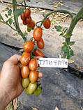 Насіння томату ТУТІ-ФРУТИ F1, 250 насінин, фото 2
