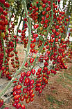 Насіння томату ТУТІ-ФРУТИ F1, 250 насінин, фото 4
