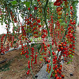 Насіння томату ТУТІ-ФРУТИ F1, 250 насінин, фото 6