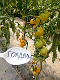 Насіння томату ГОЛДВІН F1 , 250 насінин, фото 3