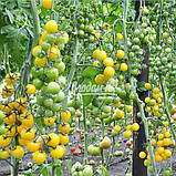 Насіння томату ГОЛДВІН F1 , 250 насінин, фото 4