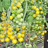 Насіння томату ГОЛДВІН F1 , 250 насінин, фото 6