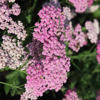 Тисяча Pink Grapefruit (Achillea Tutti Frutti)