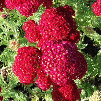 Тисячоліттяральник Pomegranate