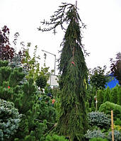 Ель PICEA INVERSA PENDULA C 120L  h 300