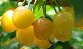 Соженець черешні Дачниця, фото 1