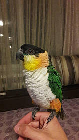 Чорноголовий каїк