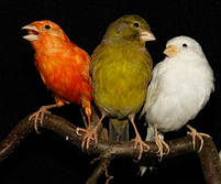 Канарейка (самка), фото 2