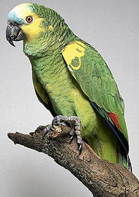 Венесуельський амазон, викорміш. 4 мес.