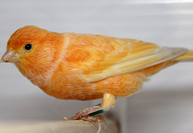 Кенар, що співає червона мозайка