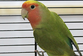 Рожевий нерозлучник (від 2 міс.)