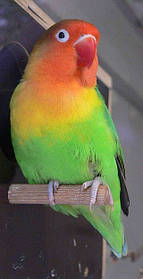 Неразлучник Фишера