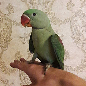 Олександрійський папуга