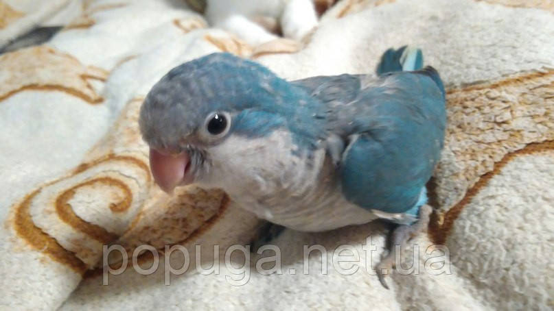 Папуга Калита, Монах (Квакер) синій