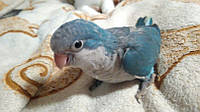 Попугай Калита, Монах (Квакер) синий