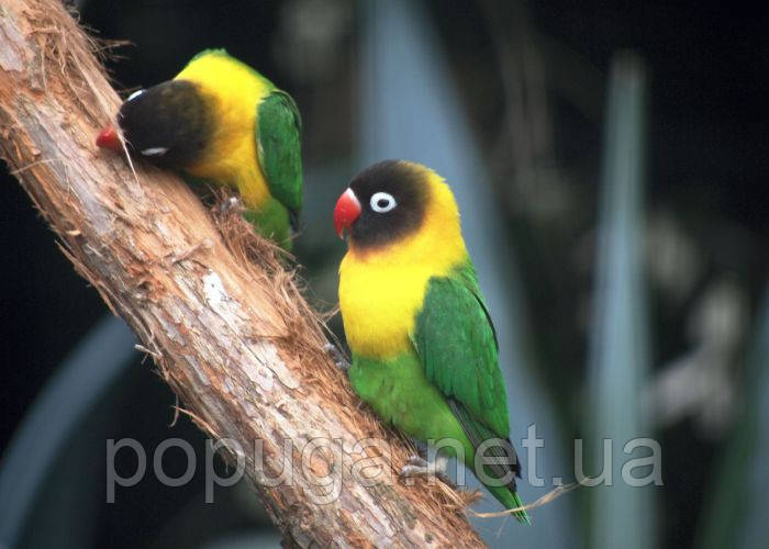 Масковий нерозлучник, фото 1