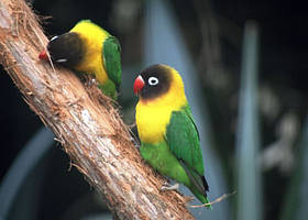 Масковий нерозлучник