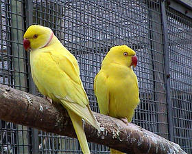 Намистовий папугуй жовтий