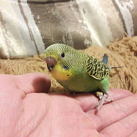 Хвилястий папугу викорміш, 1 міс.