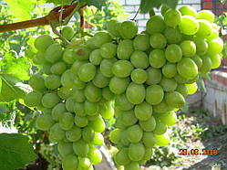Саджанці винограду Болгарія