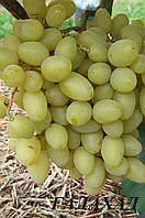 Саджанці виноград Галахад