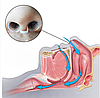 Антихрап кліпса від храпа носовий розширювач від храпу силіконовий набір із 4 розмірів Спіралька у футлярі, фото 5