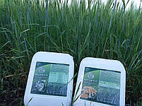 Листкове підживлення Пшениці Ячменю Минералис Зернові Mo-0,5 Mg-4 Mn-1 Cu-1,5 Co-0,5 Fe-1,4 Zn-1 В-0,3 N-5, фото 3