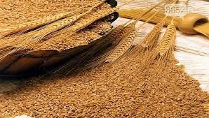 Спельта, дикая пшеница, зерно, 500г - фото 1 - id-p526411474