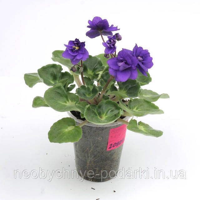Фіалка Roccoco Viol
