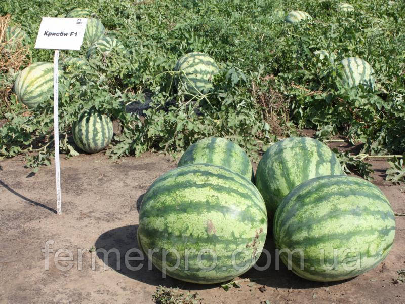 Насіння кавуна Крісбі F1 1000 насіння Nunhems , фото 1