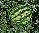 Насіння кавуна Крісбі F1 1000 насіння Nunhems , фото 2