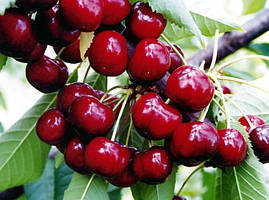 Саджанці вишні Лутівка (Англійська Морель)