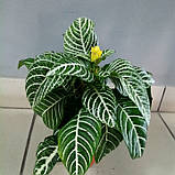 Гіршкова рослина Афеландра, фото 2