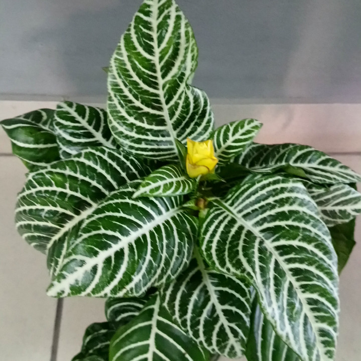Горшечное растение Афеландра - фото 1 - id-p632400905