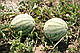 Насіння кавуна Бостон F1 1000 насіння Nunhems (Нумен), фото 2