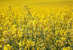 Насіння ріпаку озимого Атлант