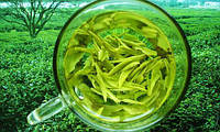 Екстракт — концентрат зеленого чаю 1кг (рідкий)
