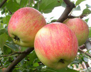 Саженець яблуні Чемпіон, фото 1