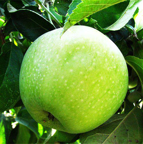 Саженець яблуні Ренет Семіренка, фото 1