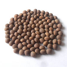 Насіння вики