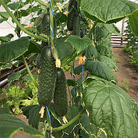 Северін F1 (500 нас.) насіння огірка Enza Zaden