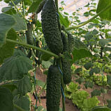 Северін F1 (500 нас.) насіння огірка Enza Zaden, фото 2