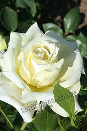 Ельф
