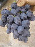 Саджанці винограду Мавр, фото 2