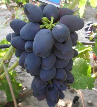 Саджанці винограду Рада