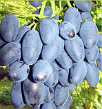 Саджанці винограду Рада, фото 2