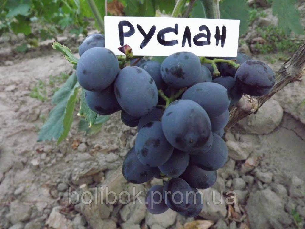 Саджанці винограду Руслан