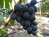 Саджанці винограду Руслан, фото 3