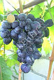 Саджанці винограду Руслан, фото 4