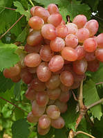 Саджанці винограду Водограй